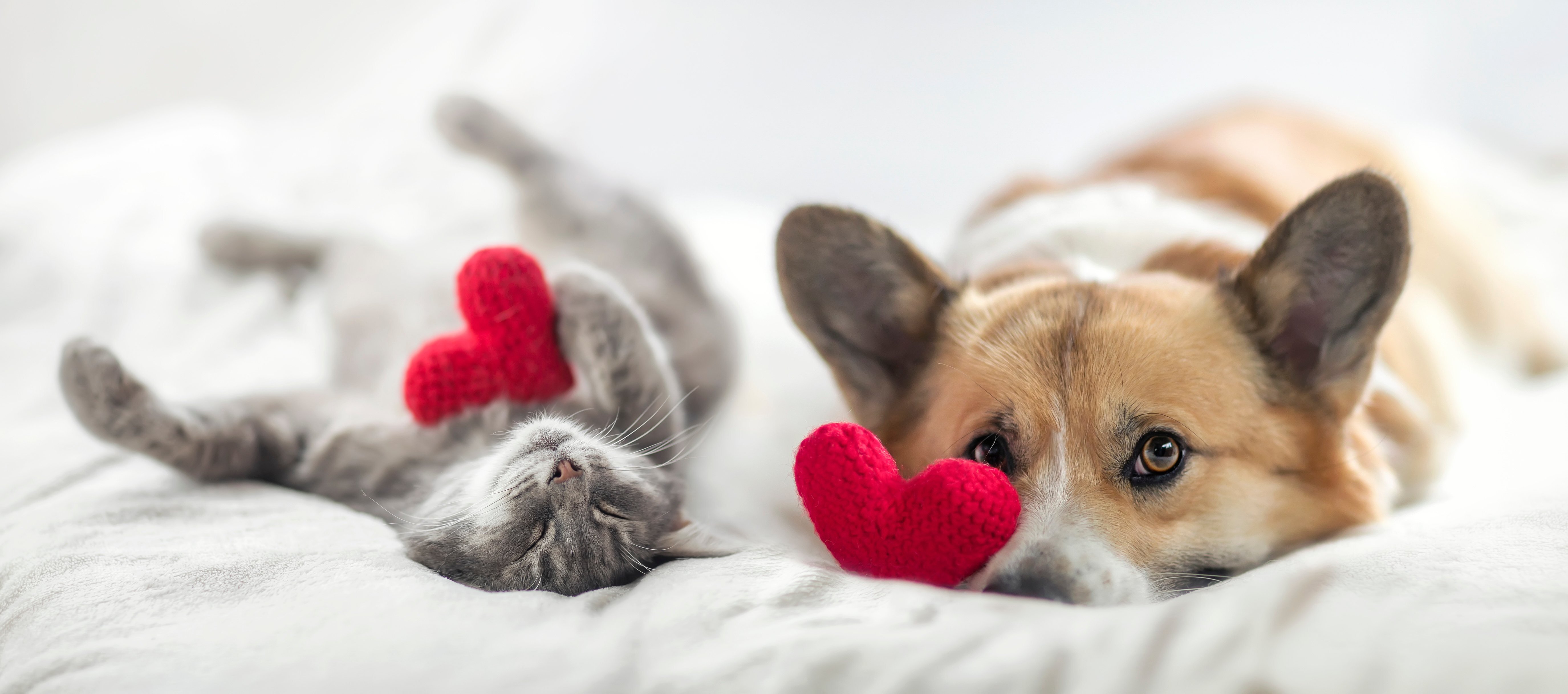 Valentin à fourrure : Gâtez votre animal avec affection et des rabais.
